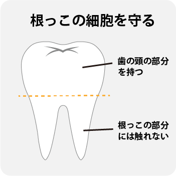 抜けた歯の持ち方